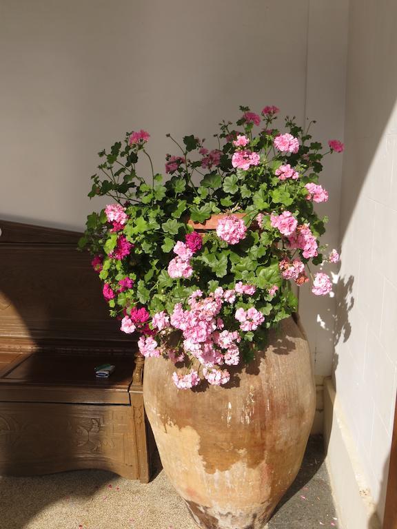 B&B Casa Cavalli Lucera Buitenkant foto